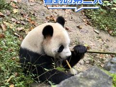-都江堰中华大熊猫苑