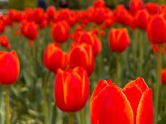 -长春公园(普阳街道)