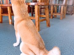 -柴源莊·柴小宠柴犬咖啡