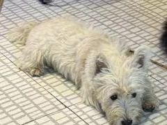 -瑞派旺宝宠物医院·犬猫全科综合·尿道专科(莲兴院)