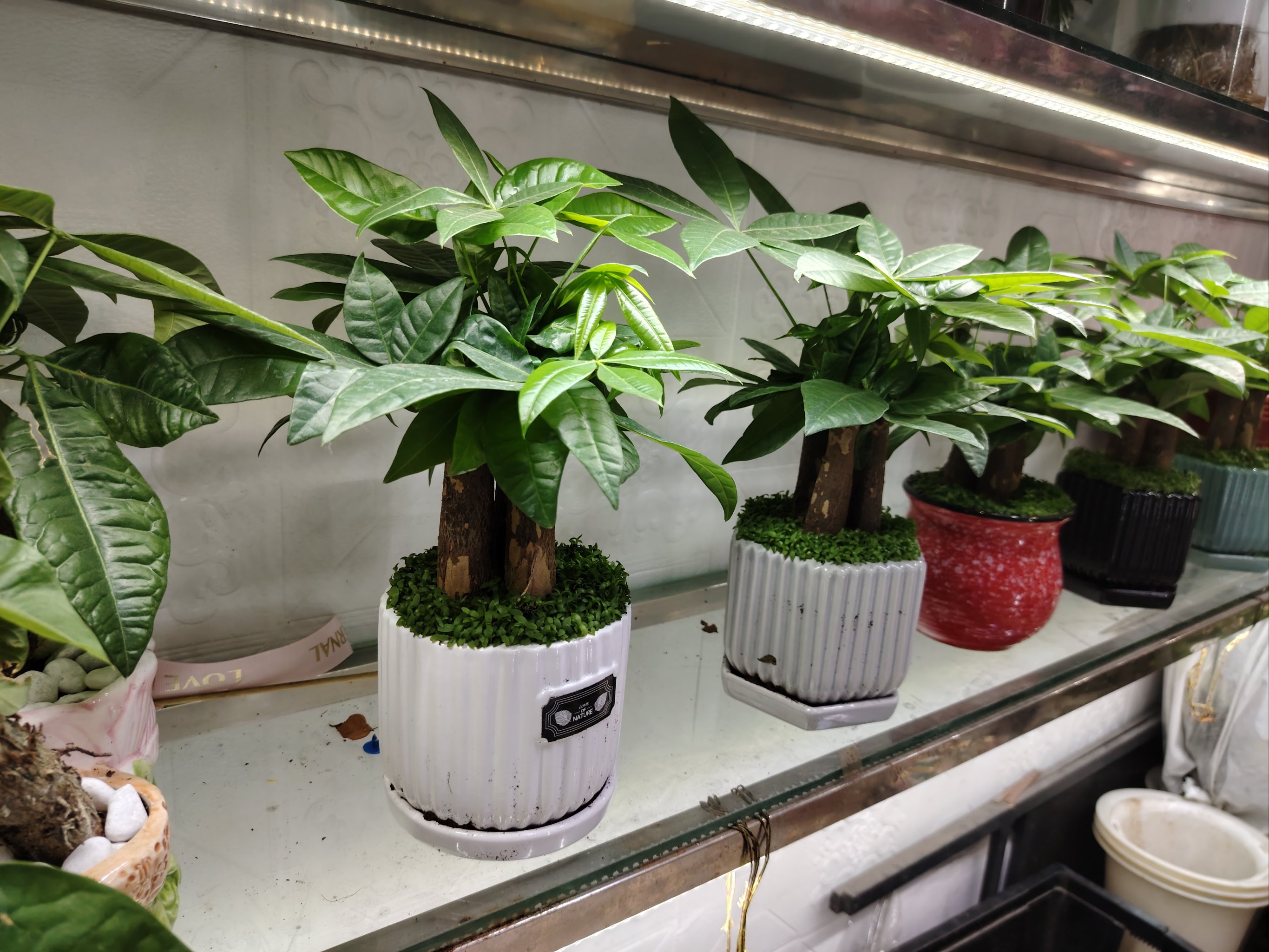 盆景植物店加盟(盆景花卉种植加盟)