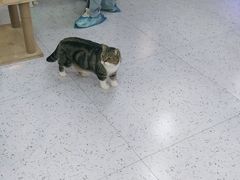 -喵园·猫主题咖啡厅·撸猫·猫咖(国贸店)