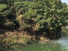 -深圳仙湖植物园