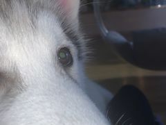 -Husky Go! 哈士奇体验馆·宠物咖啡厅狗咖