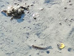 -北海金海湾红树林生态旅游区