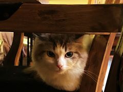 -more than meow吴止猫主题餐厅(承德 中船汇店)