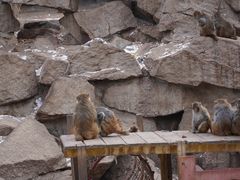 -青藏高原野生动物园