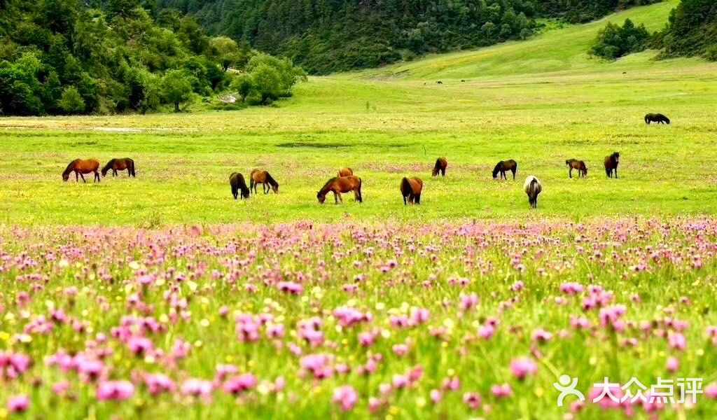 雲南香格里拉|《司藤》最美的取景地納帕海,沒有之一