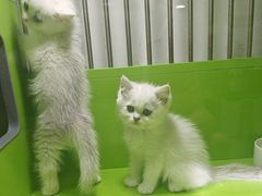 -唐小姐の猫狗洗护·购宠旗舰店(周浦万达店)