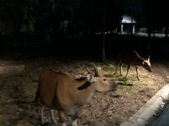 -清迈夜间动物园