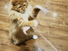 -绒爪撸猫下午茶·猫咖
