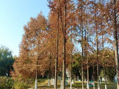 -金银湖国家城市湿地公园