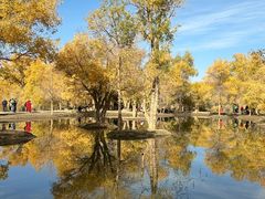 -金塔沙漠胡杨林景区