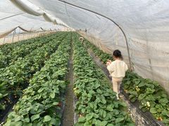 -小鱼草莓采摘园农家乐·小鱼餐厅