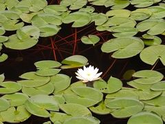 -白鹭湾湿地公园