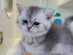 -小猫来了·猫咪专售(红山六九七九店)