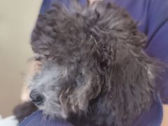 -瑞派·关忠动物医院·猫专科·犬专科(三环新城店)