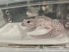 -酷以爬仙阁实体爬宠店·守宫·蜥蜴·专业繁育