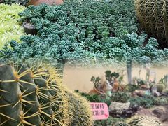 -正佳雨林生态植物园