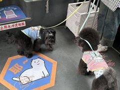 -帕帕拉兹宠物(亚洲旗舰店)