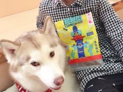 -Husky Go! 哈士奇体验馆·宠物咖啡厅狗咖