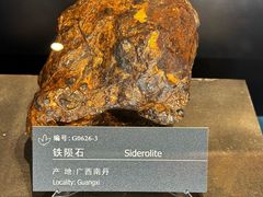 -中国地质博物馆