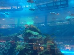 -迪拜水族馆及水下动物园