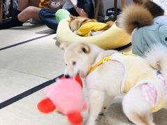 -逗柴咖啡屋·狗咖猫咖宠物桌游