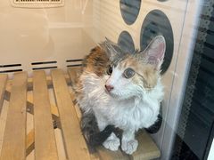 -暖阳宠物医院·犬猫康复中心·骨科