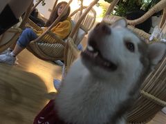 -Husky Go! 哈士奇体验馆·宠物咖啡厅狗咖