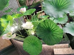 -绿茶餐厅(华联万柳店)