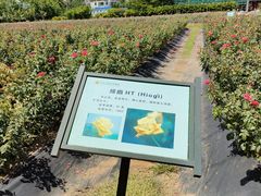 -亚龙湾国际玫瑰谷