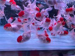 -花鸟鱼虫鲜花绿植市场(玉泉路店)
