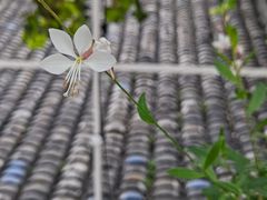 -北平小院设计酒店