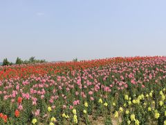 -径山花海