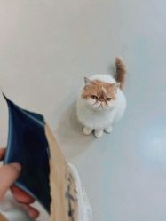 -蚂蚁造型俱乐部