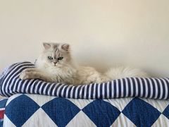 -熊小胖宠物生活馆(天华园店)