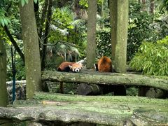 -都江堰中华大熊猫苑