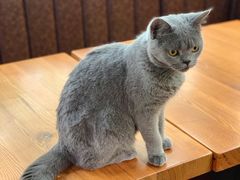 -猫小院猫主题餐厅(三里屯店)