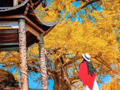 -千年银杏谷文化旅游区