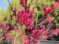 -金鸡湖桃花岛