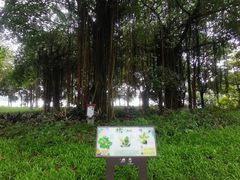 -海珠湖公园