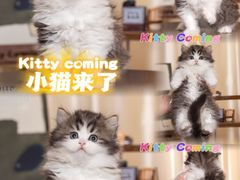 -小猫来了·猫舍(红山六九七九店)