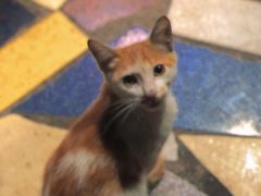 野猫猫-光明刘冰乳鸽店(光明法政北路店)