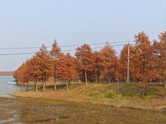 -合肥滨湖国家森林公园