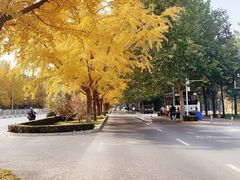 -三里屯东五街银杏大道