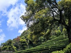 -香芙茗茶楼(梅家坞总店)
