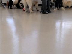 -共舞时光猫咖·狗咖(新街口店)