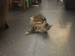-猫色咖啡·猫咖
