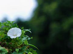 -神仙树公园